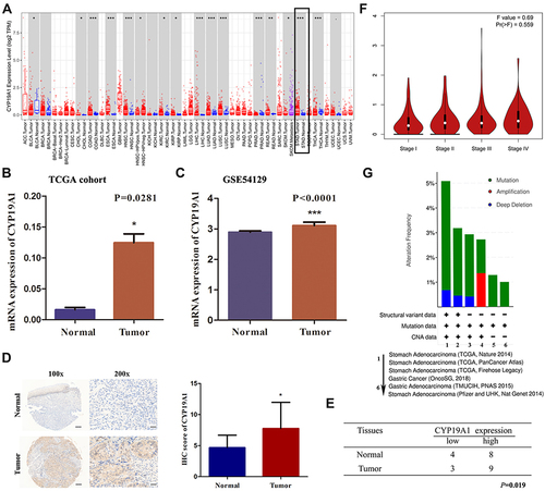 Figure 4 Expression level and prognostic value of CYP19A1 in gastric cancer. (A) The expression level of CYP19A1 in STAD cases was higher than that in the adjacent normal tissues. (B) CYP19A1 mRNA expression were higher in gastric cancer tissues compared with normal tissues in TCGA cohort. (C) CYP19A1 mRNA expression were significantly higher in gastric cancer tissues compared with normal tissues in GSE54129 cohort. (D) Representative IHC image show CYP19A1 protein level were higher in GC tumour tissues relative to adjacent normal tissues among 24 patients by immunohistochemistry, scale bar=100 μm. (E) Different distribution of CYP19A1 was statistically analyzed with Chi-square test. (F) The mRNA expression level of CYP19A1 in different tumor stages based on TCGA-STAD. (G) The alteration frequency of CYP19A1 were determined by cBioportal database. *P<0.05, **P<0.01, ***P<0.001.