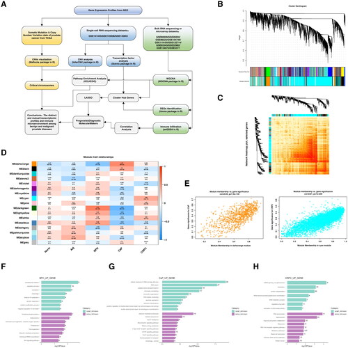 Figure 1. Weighted gene co-expression network analysis (WGCNA).