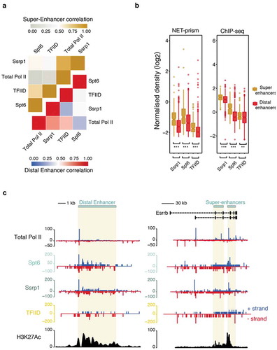 Figure 5. Distinctive patterns of transcriptional regulation over enhancers and super-enhancers. (a) Pearson’s correlation heatmap among NET-seq/prism libraries over distal enhancers (blue – red) and super-enhancers (grey – gold). (b) Boxplots measuring either transcription factor (ChIP-seq) or Pol II (NET-prism) density over distal enhancers (red) and super-enhancers (gold). Significance was tested via the Wilcoxon rank test (** p < 1.0e−10, *** p < 2.2e−16). (c) Pol II distribution over a distal (chr1: 86,484,171–86,495,700) or super-enhancer as assessed by NET-seq/prism. H3K27Ac density is depicted in black colour. Blue and red depict RNA Pol II pausing in the positive and negative strand, respectively.