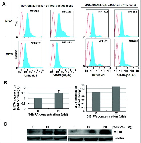 Figure 3. 3-BrPA pre-treatment augments the expression level of MICA/B in MDA-MB-231 cells. MICA and MICB levels in MDA-MB-231 breast cancer cells responding to 20 μM 3-bromopyruvate (3-BrPA). (A) Cytofluorimetric analysis of immunostained cells and (B) ELISA showing 3-BrPA treatment dependent increase in the level of MICA and MICB levels in MDA-MB-231 cells. (C) Western blot showing an increase in the level of MICA in MDA-MB-231 cells.