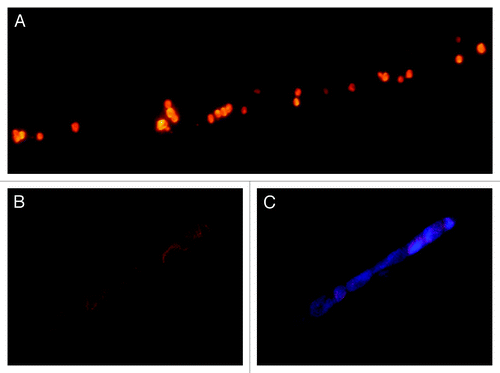 Figure 2. Fluorescence microscopic images of the entrapped HUVECs in core-shell fibers. (A) HUVECs stained with DiI are seen at numerous locations within the fibers. (B) The HUVECs were pre-stained with DiI only. The confocal image showed HUVECs with DiI before addition of DAPI. (C) After 24 h, DAPI was added to the media and the cells were allowed to incubate for 30 min before the image was taken. The result showed HUVECs exhibiting both DiI and DAPI. Scale bar = 50 µm for all images.