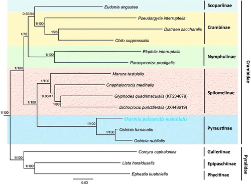 Figure 1. Bayesian inference (BI) method-based phylogenetic tree constructed for Crambidae in Lepidoptera, including Ostrinia palustralis memnialis, using the concatenated sequences of 13 PCGs. The numbers at each node indicate the Bayesian posterior probabilities (first) using the BI method and the bootstrap support (second) using the ML method. The scale bar indicates the number of substitutions per site. Corcyra cephalonica, Lista haraldusalis, and Ephestia kuehniella from the family Pyralidae were used as the outgroups. GenBank accession numbers are as follows: Eudonia angustea, KJ508052 (Timmermans et al. Citation2014); Pseudargyria interruptella, KP071469 (Unpublished); Diatraea saccharalis, FJ240227 (Li et al. Citation2011); Chilo suppressalis, HQ860290 (Yin et al. Citation2011); Elophila interruptalis, KC894961 (Park et al. Citation2014): Paracymoriza prodigalis, JX144892 (Ye et al. Citation2013); Maruca testulalis, KJ623250 (Zou et al. Citation2016); Cnaphalocrocis medinalis, JQ647917 (Wan et al. Citation2013); Glyphodes quadrimaculalis, KF234079 (Park et al. Citation2015); Dichocrocis punctiferalis, JX448619 (Wu et al. Citation2013); O. p. memnialis, MH574940 (this study); O. furnacalis, AF467260 (Coates et al. Citation2005); O. nubilalis, AF442957 (Coates et al. Citation2004); Corcyra cephalonica, HQ897685 (Wu et al. Citation2012); Lista haraldusalis, KF709449 (Ye et al. Citation2015); and Ephestia kuehniella, KF305832 (Traut et al. Citation2013).