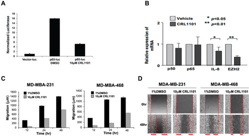 Figure 6 (A) Regulation of NF-κB-responsive reporter activity by CRL1101: MDA-MB-231 cells transfected with the pGL3-luciferase (empty vector control) or pGL3-NF-κB binding luciferase vector were treated with 10 µM CRL1101 or DMSO vehicle for 24 h the day after transfection. Reporter activity was measured by luciferase assays and was normalized to β-galactosidase activity. (B) RelA inhibitor, CRL1101 reduced pro-inflammatory cytokines in MDA-MB-231 cells. The inhibitory effects of CRL1101 (5 μM) on RelA-dependent gene regulation in MDA-MB-231 cells was assayed by using quantitative real time PCR. Two key players, IL8 and EZH2, regulated by nuclear RelA decreased after 48 h incubation with CRL1101. *P<0.05 and **P<0.01 (C) CRL1101 diminish tumor cells’ migration. Cells treated with CRL1101 have reduced cell migration as compared to the vehicle control (1% DMSO). Migration results are expressed as the average migration distance (μm±SD). The cells were monitored by phase contrast microscopy on an inverted microscope at 12, 24 and 48 h. All the data presented are from at least 3 independent experiments performed in duplicate. (D) Representative images for the wound healing assay. Control (1% DMSO) and CRL1101 (10 μM) treated MDA-MB-231 and MDA-MB-468 cells are shown at 0 and 48 h. Verticle red lines are drawn along wound edges and migration distance is depicted as thick horizontal red lines.