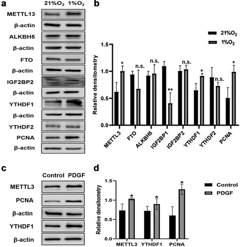 Figure 8. The expression of major m6A-related proteins in PASMCs exposed to hypoxia and PDGF-BB. (a) Western blot image of METTL3, FTO, ALKBH5, IGF2BP1, IGF2BP2, YTHDF1, YTHDF2, PCNA under hypoxia. β-actin was used as an internal reference. (b) Statistical bar graph of METTL3, FTO, ALKBH5, IGF2BP1, IGF2BP2, YTHDF1, YTHDF2, PCNA. (c) Western blot image of METTL3, YTHDF1, PCNA under PDGF-BB stimulation. β-actin was used as an internal reference. (d) Statistical bar graph of METTL3, YTHDF1, PCNA. Data are shown as means±SD (n = 3 each). n.s.P>0.05, *P<0.05, **P<0.01.