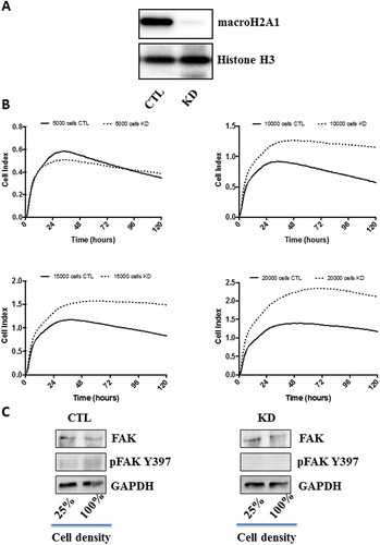 Figure 1. MacroH2A1 knockdown (KD) renders HepG2 hepatocellular carcinoma (HCC) cells insensitive to confluency-dependent and serum starvation-dependent inhibition. A. Lysates from HepG2 cells transduced with a vector carrying macroH2A1 shRNA (KD) or an empty control vector (CTL) [Citation7] were immunoblotted with an anti-macroH2A1 antibody. Histone H3 was used as a loading control. B. Real time cell proliferation monitoring using the xCELLigence system with different cell densities of CTL and KD cells. Each line represents the average of four independent experiments. C. Lysates from HepG2 cells, as in A, were immunoblotted with FAK and phosphoFAK (Y397) antibodies. GAPDH was used as a loading control. Representative immunoblots of three independent experiments are shown.