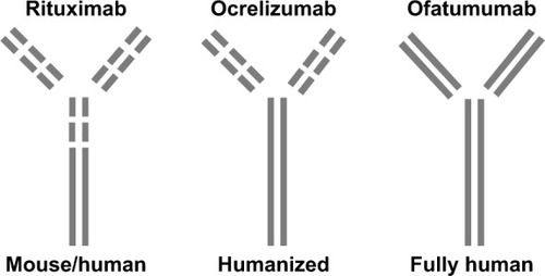 Figure 1 Representation of the three anti-CD20 monoclonal antibodies: rituximab, ocrelizumab, and ofatumumab.