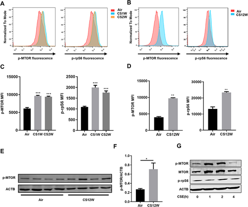 Figure 1 CS activates MTOR in macrophages both in vivo and in vitro. Mice were exposed to CS for the indicated times, and CD45+CD11c+SlglecF+ cells were gated for analysis of p-MTOR and p-rpS6. (A and B) Representative flow cytometric histograms of p-MTOR and p-rpS6 expression on alveolar macrophages from CS-exposed C57BL/mice. (C and D) Quantified mean fluorescence intensity (MFI) of p-MTOR and p-rpS6. (E and F) Expression of p-MTOR in BALF cells of mice exposed to CS for 12 weeks. (G) Time dependent expression of p-MTOR, MTOR and p-rpS6 in BMDMs stimulated with CSE. MFI data are presented as mean ± SEM of five independent mice. Western blot data are representative of three independent experiments, and ACTB serves as loading control. *P<0.05, **P<0.01, ***P<0.001.