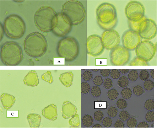 Figure 1. Photographs of major pollen types observed in honey samples of stingless honey collected Oromia region. A, Coffea Arabica, B, Schefflera abyssinica, C, Eucalyptus spp, D, Guizotia scabra.