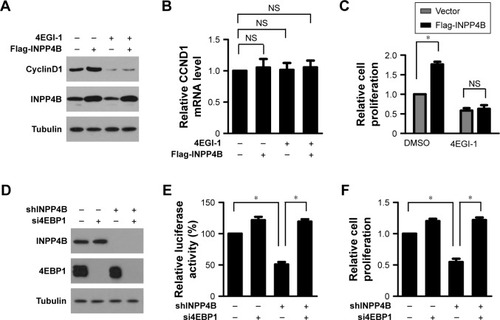 Figure 3 INPP4B promotes colon cancer cell proliferation by activating cap-dependent translation. (A) Control and SW620 cells with a stable expression of INPP4B were treated with DMSO or 40 μM 4EGI-1 for 48 hours, and subjected to Western blot analysis with the cyclinD1 antibody. Tubulin was used as a loading control. (B) Control and SW620 cells with a stable expression of INPP4B were treated with DMSO or 40 μM of 4EGI-1 for 48 hours, and harvested for real-time PCR analysis. The results are presented as the mean ± SD of triplicate measurements. (C) Control and SW620 cells with a stable expression of INPP4B were seeded in 96-well plates. After 24 hours, cells were treated with DMSO or 40 μM of 4EGI-1 for 48 hours. Then, cell proliferation was determined by CCK-8 assay. The results were presented as the mean ± SD of triplicate measurements. *P<0.05. (D) HCT116 cells with or without INPP4B depletion were transfected with the control siRNA (siNC) or 4EBP1 siRNA (si4EBP1). After 48 hours post-transfection, cells were harvested for Western blot analysis with the indicated antibodies. Tubulin was used as a loading control. (E) HCT116 cells with or without INPP4B depletion were co-transfected with siNC or si4EBP1 and a bicistronic luciferase reporter plasmid. At 48 hours after transfection, luciferase activity was measured. The results are presented as the mean ± SD of triplicate measurements. *P<0.05. (F) HCT116 cells with or without INPP4B depletion were transfected with siNC or si4EBP1. At 24 hours post-transfection, cells were seeded in 96-well plates. After 48 hours, cell proliferation was measured by CCK-8 assay. The results are presented as the mean ± SD of triplicate measurements. *P<0.05.Abbreviations: DMSO, dimethyl sulfoxide; CCK-8, Cell Counting Kit-8; NS, not significant.