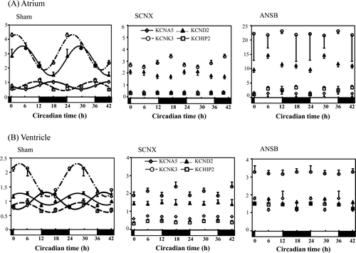 Figure 3. Cardiac ion channel genes expressions were similarly altered in the SCNX and ANSB mice (for each group, n = 3–6). Cardiac ion channel genes expressions in the atrium (A) and ventricle (B). All data were normalized against GAPDH and double-plotted. The solid line or dotted line indicates circadian rhythm fitted by least-squares cosine-curve fitting. Open diamonds, KCNA5; closed triangles, KCND2; open squares, KCHIP2; open circles, KCNK3. The open and closed bars under the x-axis represent the light and dark periods, respectively, in one day. All four ion channel gene expressions lost circadian rhythm in the SCNX and ANSB mice.