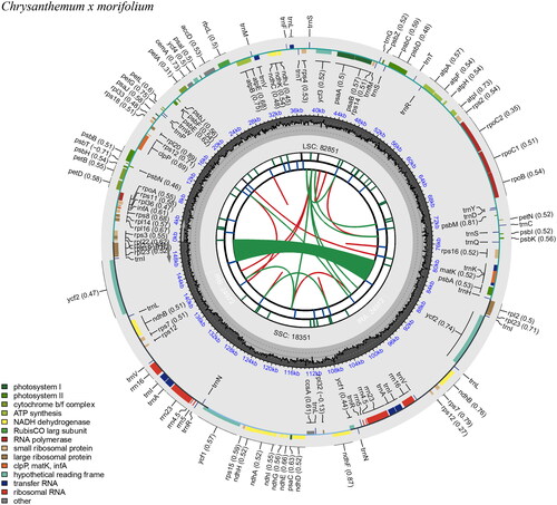 Figure 2. Chloroplast genome map of Chrysanthemum × morifolium ‘Hangbaiju’ visualized by CPGview. The illustration of six tracks (from center to outward): first track: direct and palindromic repeats. These are linked by red and green arcs, respectively. Second track: long tandem repeats with short blue bars. Third track: short tandem repeats or microsatellites using colored bars. The color coding is: black: complex repeat (c), green: repeat unit of 1, yellow: repeat unit of 2, purple: repeat unit of 3, blue: repeat unit of 4, orange: repeat unit of 5, red: repeat unit of 6. Fourth track: the quadripartite structure (LSC, SSC, IRA, and IRB). Fifth track: GC content. Sixth track: genes. Each gene displays its optional codon usage bias in parentheses. The genes are color-coded based on their functional classification, with the key in the bottom left corner. The transcription directions for the inner and outer genes are clockwise and anticlockwise, respectively.