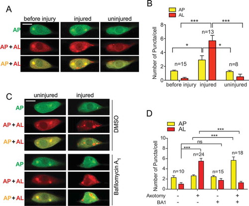 Figure 2. Axon injury activates autophagy in PLM neurons. (A) Representative images of PLM neurons of transgenic WT animals expressing Pmec-4-mCherry::GFP::LGG-1. Axotomy was performed on day 1 of adulthood. Images were taken immediately before axotomy (before injury) and 24 h post-axotomy (injured). For the uninjured controls, animals underwent sham injury at day 1, and PLM neurons were imaged 24 h later. AP, autophagosome; AL, autolysosome. (B) Quantification of APs and ALs in PLM cell bodies for experiments in (A). (C) Representative images of APs and ALs in PLM neurons of transgenic WT animals expressing Pmec-4-mCherry::GFP::LGG-1 with indicated treatments. 50 µM of BA1 in 0.2% DMSO (or 0.2% DMSO control) was injected into the body cavity of the tail region at day 1 of adulthood 1 h before axotomy. Images were taken 24 h post axotomy (or sham injury). (D) Quantification of APs and ALs in PLM cell bodies for experiments in (C) to show that BA1 treatment blocked AL formation. Scale bar: 5 µm. Statistics: one-way ANOVA; mean ± SEM; *p < 0.05; **p < 0.01; ***p < 0.001. ns, not significant