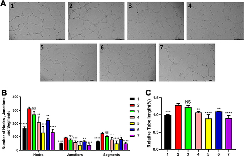 Figure 5 5-FCR or 5-FCC attenuated VEGF-induced HUVECs tube formation. (A) The tube formation was stimulated by VEGF, and inhibited by 5-FCR/5-FCC incubation. Scale bar: 200 μm (B) The numbers of nodes, junctions and segments were quantified by imageJ software. (C) The relative tube length (%) was quantified by imageJ software. Group 1: control, Group 2: 20 ng VEGF treatment, Group 3: 20 ng VEGF with 150 μg/mL CPP treatment, Group 4: 20 ng VEGF with 150 μg/mL CPP+10 μg/mL RBZ treatment, Group 5: 20ng VEGF with 150 μg/mL CPP+100 μg/mL RBZ treatment, Group 6: 20ng VEGF with 150 μg/mL CPP+10 μg/mL CBC treatment, Group 7:20ng VEGF with 150 μg/mL CPP+100 μg/mL CBC treatment. **P<0.01, ***P<0.001, **** P<0.0001.