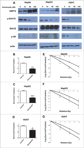 Figure 1. Ganetespib radiosensitizes hepatocellular carcinoma cell lines in vitro. (A) Cells were exposed to 24 hours of ganetespib at the specified concentration before protein extraction. Representative Western blotting showed a down-regulation of phospho-S6 and phospho-Erk1/2, but an upregulation of Hsp72. Total Erk1/2 levels remained constant throughout the treatment dosages. Clonogenic survival assay show the anticancer activity of ganetespib used as a single agent in (B) Hep3b, (C) HepG2, and (D) HUH7. Radiation clonogenic survival assays for (E) Hep3b, (F) HepG2, and (G) HUH7 demonstrated 5 nM ganetespib-induced radiosensitization in all 3 cell lines with enhancement ratios of 1.78, 1.33, and 1.47, respectively. All experiments were done in triplicate; error bars indicate SD and repeated at least twice. The * - p < 0.05, ** - p < 0.01 and *** - p < 0.001.