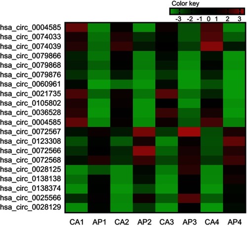 Figure 2 Twenty differently expressed circRNAs in the colorectal cancer (the fold-change ≥5 or ≤-5, P-value<0.01 and the ProcessedSignal≥100). Red is relatively high expression, green is relatively low expression. CA1, CA2, CA3, and CA4 are colorectal cancer tissues, and AP1, AP2, AP3, and AP4 are corresponding adjacent normal tissue. The first 11 are high expression circRNAs, the rest are low expression circRNAs.