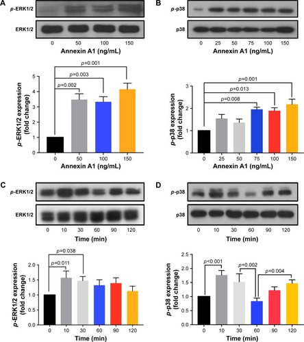 Figure 7 Annexin A1 induced phosphorylation of extracellular signal related kinase (ERK) and p38 in lung fibroblast cells.