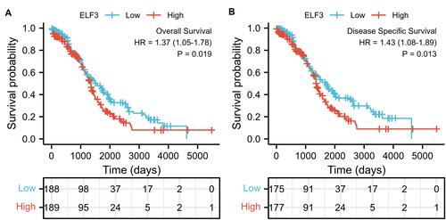 Figure 3 High expression of ELF3 in OC patients is associated with poor OS and DSS. (A) OS, over survival; (B) DSS, disease-specific survival.