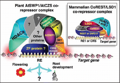 Figure 1 Main components of the mammalian versus plant PAO-containing corepressor complexes. See the text for details.