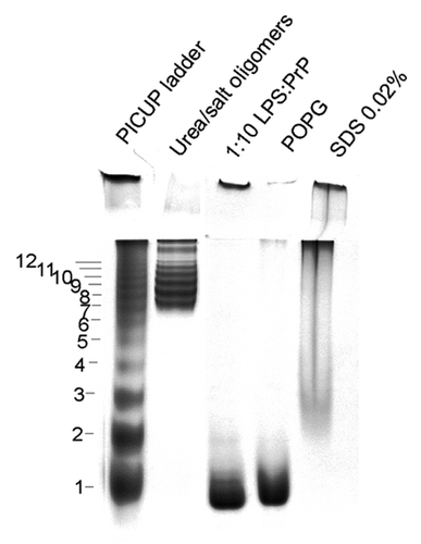 Figure 6. Resolution enhanced native acidic gel electrophoresis (RENAGE) shows different size and stability of oligomers formed from the different conversion methods. Conversion of recombinant ShPrP (90–232) is compared for urea/salt conversion (3M urea 20 mM sodium acetate pH 4 and 200 mM NaCl), POPG conversion (0.05:1 POPG to PrP [w/w], incubated at 37 °C for 4 d), SDS conversion (0.02% SDS), and LPS conversion (1:0.09 PrP to LPS, incubated at 37 °C for 2 d), 8 μg of each sample is loaded. The latter is from MoPrP (90–231) cross-linked non-specifically using PICUP.