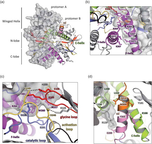 Figure 2. Human RIO2 forms homodimers.(a) Human RIO2 interacts with itself to form an interconnected homodimer with a head-to-head orientation. A general view of hRIO2 homodimer is shown under the same orientation as in Figure 1A with protomer A maintained in the same orientation. (b) Close-up view of the homodimer interface around the F-Helix. One protomer is shown with a grey surface. Salt bridges between residues D271 and K267, and residues K267 and D271 are maintaining the two F-helices in close interaction. R264 of each protomer is stacking together through Van der Waals interactions, while Y261 is involved in a H-bond network with K106 and D228 of the other protomer. (c) Close-up view of the homodimer interface around the ATP-binding region. One protomer is shown with a grey surface. The catalytic residue D228 is involved in H-bonding with Y261 and K106 while K105 backbone interacts with H255 and Q249 stabilizes K105 side chain. E231 is interacting with W260. The catalytic residues K123 and D246 are shown. (d) Close-up view of the homodimer interface around C-Helix. The C-terminal α-helix is coloured in pink and orange. Aliphatic residues such as L153 and L156 are providing Van Der Waals interaction force that adds to the many other interactions between the two protomers.