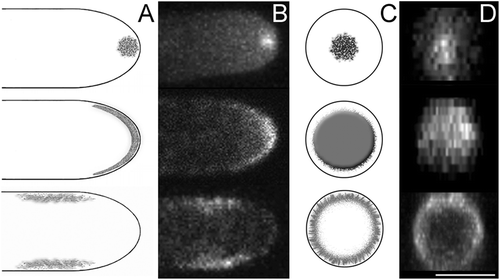 Figure 2. Three apical areas to which proteins associated with membrane turnover localise