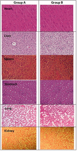 Figure 9. Histopathological observations of tissues from organs of group A and group B including heart, liver, spleen, stomach, lung, kidney used in acute oral toxicity study.