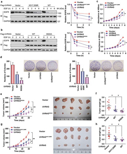 Figure 9. Deubiquitination and phosphorylation of UVRAG promotes HCC cell proliferation and tumorigenesis by decreasing EGFR degradation. UVRAGS522A mutation (b) enhances while UVRAGK517,559R (a) delays EGFR degradation. Huh7 cells stably transduced with empty vector or UVRAG constructs were starved of serum 24 h and then added with EGF (200 ng /ml) for the indicated time. EGFR level in cell lysate was measured by immunoblotting. The band intensity was measured and shown. (c) UVRAGS522A mutation inhibits whereas UVRAGK517,559R promotes Huh7 cell proliferation. Huh7 cells stably expressing vector control and UVRAG constructs were seeded at the same number per well. Then CCK-8 assay was performed every 24 h. (d) UVRAGS522A mutation significantly inhibits while UVRAGK517,559R promotes colony formation of Huh7 cells. Huh7 cells stably expressing vector control and UVRAG constructs were used for colony formation assays. UVRAGS522A mutation (e) significantly inhibits while UVRAGK517,559R (g) promotes tumor growth in mice. (n = 10/group). The effect of UVRAG-S522A mutation (f) and UVRAGK517,559R (h) on tumor weight relative to the whole body weight was analyzed.