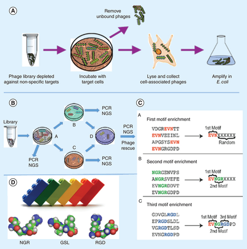 Figure 2. Evolving of promiscuous peptides of the first type during intercellular selection. (A) Monocellular biopanning. (B) Intercellular migration selection in vitro. (C) Hypothetical ‘motif assembling’ mechanism operating during selection of migrating phage in vivo. (D) Examples of discovered motifs as molecular LEGO. (A) Adapted with permission from [Citation87] © TechConnect (2017). (B & C) Adapted with permission from [Citation88] © TechConnect (2017). (D) Adapted with permission from [Citation88] © TechConnect (2017).