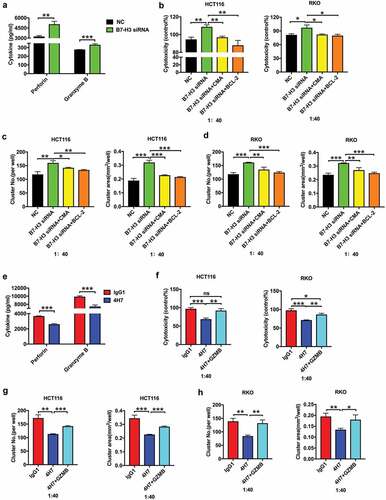 Figure 6. B7-H3 suppressed the cytotoxic effect of Vδ2 T cells against colon cancer cells by downregulating the perforin and granzyme pathway