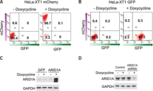 Figure 2. The XT-method efficiently establishes inducible cell lines.(A) mCherry expression in HeLa-XT1 mCherry cells were analyzed using flow cytometry, in the absence or presence of doxycycline. (B) GFP expression was analyzed in HeLa-XT1 GFP cells that arise from RMCE. Doxycycline (0.5 µg/mL) was added in culture media for 2 days before flow cytometry analyses. (C) Western blots showing ARID1A expression in the HeLa-XT1 ARID1A cells 2 days after 0.5 µg/mL doxycycline induction. (D) Western blots showing ARID1A expression in the HeLa-XT1 shARID1A cells 2 days after 0.5 µg/mL doxycycline induction. GAPDH serves as a loading control. Note that the ARID1A signal in (D) was overexposed.