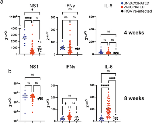 Figure 7. Viral quantification and cytokine mRNA expression in lungs of second pregnancy offspring born from dams unvaccinated, VLP-vaccinated, or RSV re-infected during the first pregnancy. qPCR was used for quantification of the lung mRNA expression for the RSV NS1 gene, and mRNA for cytokines IFNγ, and IL-6, as indicated in 4- (a) and 8- (b) week-old offspring challenged with RSV i.n. and sacrificed on day 4 p.i. Each symbol represents the mean value of the expression of the mRNA in one litter. Significance differences between the groups was evaluated by one-way ANOVA followed by Tukey post hoc test. ****, p < .0001; ***, p < .0005; *, p < .05; ns, not significant.