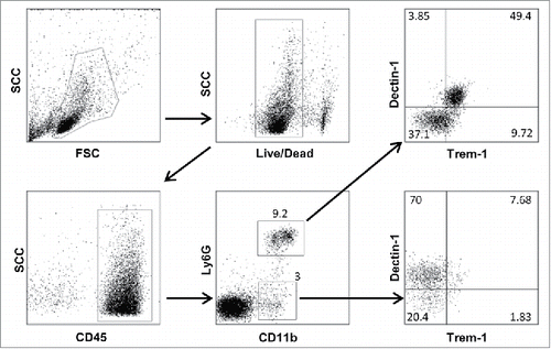Figure 8. Gating strategy for flow cytometry labeling of spleen myeloid cells from an NOD F5–F10 RET+ mouse. A sample with a decreased level of Dectin-1 expression was selected. Figures indicate the percentages of events in the gates or in each quadrant.