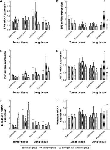 Figure 5 The mRNA expression of ERα, ERβ, PI3K, AKT, E-cadherin, and vimentin in mice-transplanted tumor tissue and lung tissue.