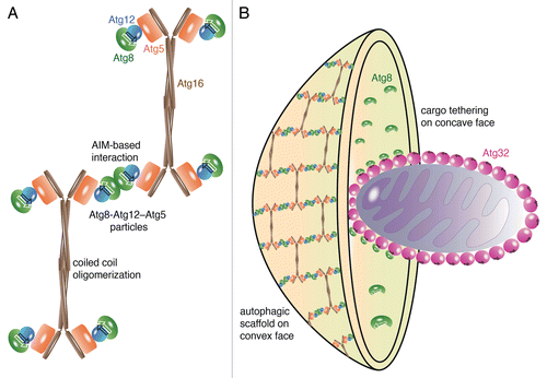 Figure 1. Speculative cartoon representation of segregated Atg8-functions. (A) Atg8 recognizes an AIM in Atg12, thereby recruiting the Atg12–Atg5-Atg16 complex to membranes. Together with Atg12–Atg5 conjugates Atg8–PE forms oligomeric particles comprising 2 to 4 Atg8–PE-Atg12–Atg5 complexes. Atg16 crosslinks these particles by forming antiparallel oligomers. (B) The scaffold associates at the convex face of autophagosomes. Atg8–PE also localizes to the concave face, where it tethers cargo such as mitochondria to the phagophore by interacting with cargo-specific receptors, for example Atg32.