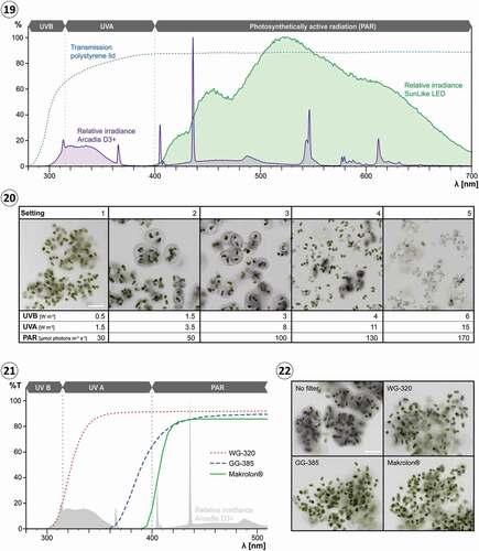 Figs 19–22. Effect of irradiance and light quality on the production of extracellular pigmentation in Serritaenia testaceovaginata (strain GSM.5.thin). Fig. 19. Relative spectral power distribution of the Arcadia D3+ fluorescent tube lamp (violet) and the SunLike LED (green), and relative transmittance of the polystyrene lids of the used multiwell plates (dashed blue line). Fig. 20. Brightfield images of Serritaenia cells after 14 days of exposure to the Arcadia D3+ lamp under five different irradiance settings (1–5). Algal colonies under settings 2 and 3 exhibit marked extracellular pigmentation. Fig. 21. Relative transmittance of the applied longpass filters (lines), and relative spectral power distribution of the used lamp (light grey). Fig. 22. Brightfield images of Serritaenia cells after 7 days of exposure to the Arcadia D3+ lamp (setting 3 in (20)), but covered by different longpass filters. A control sample without longpass filter is shown as well (‘No filter’). Scale bars: 100 µm.