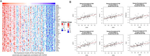 Figure 5 Analysis of genes co-expressed with GZMA in breast cancer. (A) Co-expression genes with GZMA in breast cancer. Top 50 genes positively and negatively associated with GZMA in breast cancer are shown. (B) The six most significant genes correlated with GZMA.