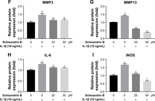 Figure 2 Effect of Schisandrin B on IL-1β-induced inflammatory genes and MMPs expression in rat chondrocytes.