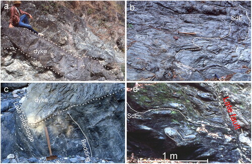 Figure 7. Photographs of the Eastern Sector of the Miomaffo massif. (a) Eocene dyke (brown weathering) cuts across foliated melange. (b) Foliated melange. Open folds in dominant cleavage (SdE). (c) Eocene dyke (pale green) cuts across foliated and bedded mafic volcaniclastic rocks. Late cataclasite fault zone truncates left end of dyke. Hammer handle is 40 cm long. (d) Folded layers of volcaniclastic sandstone in dark foliated matrix. Dominant foliation shown as dashed line. Truncated by late cataclastic fault on the right-hand side.