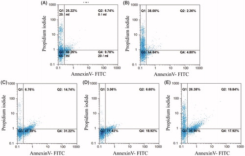 Figure 5. Annexin V/PI apoptosis assay in HCT-116 cells treated with anti-c-Met scFv. Apop-totic death was analyzed in cells treated for 24 h with unrelated scFv (negative control), HGF, ES1, ES2, or ES3. Apoptotic cell death was characterized by Annexin V+/PI- and Annexin V+/PI+ staining status using FACS. (A) Untreated cells. Cells treated with (B) unrelated scFv, (C) ES1scFv, (D) ES2 scFv, or (E) ES3 scFv.