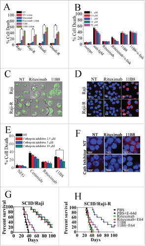 Figure 1. Lysosome-mediated cell death induced by type II CD20 mAbs can overcome rituximab resistance. (A) Evaluation of cell death induced by CD20 mAbs with or without cross-linker on Raji, Raji-R, Daudi and Daudi-R cells. Columns represent mean cell death (Annexin V- and PI-positive cells) (n = 3); bars represent SD. *p < 0.05.(B) Effect of Caspase Inhibitor VI on the cell death induced in 16 h by inhibitor alone, 10 μg/mL rituximab, and 11B8 in the presence or absence of cross-linker (goat anti-human F(ab′)2 fragment, 20 μg/mL) in Raji cells. Inhibitors were added over a range of different concentrations for 2 h before the addition of mAbs. Data are mean ± SD of at least three experiments. (C) Raji cells were incubated with CD20 mAbs as described previously (10 μg/mL). After that, cells were labeled with Lyso-Tracker green and the volume of the lysosomal compartment measured by confocal microscopy after 4 h. (D) Fluorescence microscopy of the lysosomal protease cathepsin B staining (red) of Raji cells 4 h after treatment with mAbs. DNA was counterstained with DAPI (blue; scale bar, 10 μm). (E) The inhibition of CD20 mAb-induced cell death by cathepsin inhibitor III in Raji cells as measured by FCM. Mean ± SD (n = 3). *p < 0.05. (F) Confocal microscopy of cathepsin B staining (red) 4 h after treatment with CD20 mAbs. DNA was counterstained with DAPI (blue). Scale bars: 10 μm. The survival of tumor-bearing SCID mice SCID/Raji (G) and SCID/Raji-R (H) treated with anti-CD20 mAbs. Groups of 10 SCID mice were injected intravenously with 3.5 × 106 Raji or Raji-R cells. Five days after tumor cell inoculation, the mice were treated with rituximab and 11B8 (400 μg/dose). The SCID/Raji and SCID/Raji-R mice were treated with cathepsin inhibitor (E-64d) at a dose of 1 mg/100 g of body weight/day intraperitoneally 3 d a week for 3 weeks.