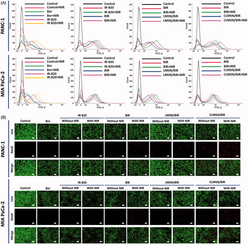 Figure 5. (A) FACS analyzes for determination of intracellular ROS production and (B) live/dead staining assay for determination of the effect of Bor, IR-820, BIR, LMSN/BIR, and CLMSN/BIR treatments on PANC-1 and MIA PaCa-2 cells with or without NIR (808 nm, 3.0 W/cm2, 5 min) laser exposure. Live cells were stained green with acridine orange and dead cells were stained red with propidium iodide; scale bar: 50 µm. Please check the online version of colored figures for details.