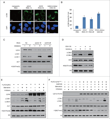 Figure 1. Inhibition of EZH2 induces autophagy. (A) HeLa cells were transfected with NS (nonspecific) or EZH2-specific siRNA for 48 h with protease inhibitors (10 μM E64 and 10 μM pepstatin-A). Cells were stained with LC3B antibody (green) and DAPI, and observed under confocal microscopy for LC3B puncta. Scale bars: 10 μm. (B) Quantification of the number of LC3B puncta per cell in A. Data in B are means ± s.d. (n=50 , 3 experimental repeats). (C and D) HeLa cells were transfected with NS (nonspecific) or EZH2-specific siRNA (C) or treated with GSK126 (2 μM) (D) for 48 h in the presence or absence of protease inhibitors (E64 and pepstatin-A). Cell lysates were extracted and analyzed with immunoblotting as indicated. (E) A FLAG-tagged EZH2 or an empty plasmid was individually transfected into MCF-7 cells. 24 h after transfection, cells were then incubated in medium with or without serum for 24 h. LC3B-II accumulation was detected in the presence or absence of lysosomal protease inhibitors (E64 and pepstatin-A). (F) A FLAG-tagged EZH2Y641H mutant or an empty plasmid was individually transfected into MCF-7 cells with or without GSK126. 24 h after transfection, cells were incubated in medium with or without serum for 24 h. LC3B-II accumulation was detected in the presence or absence of lysosomal protease inhibitors (E64 and pepstatin-A).