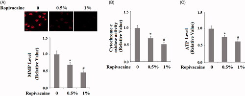 Figure 3. Ropivacaine induced mitochondrial dysfunction in human SH-SY5Y neuronal cells. Human SH-SY5Y neuronal cells were treated with 0.5% and 1% ropivacaine for 72 h. (A) Mitochondrial membrane potential measured by TMRM; (B) Cytochrome c oxidase activity; (C) Intracellular ATP levels (*, #, P < .01 vs. previous column group).