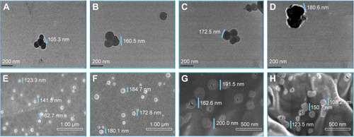 Figure 4 TEM (A–D) and SEM (E–H) images of VEGF-siRNA/CRS.