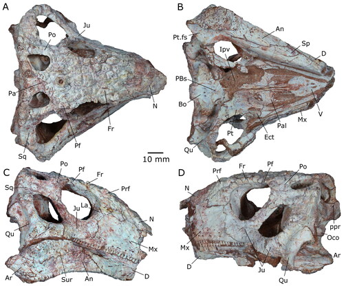 Figure 2. The holotype skull of Yechilacerta yingliangia gen. et sp. nov., YLSNHM01796, in (A) dorsal, (B) ventral, (C) right lateral, and (D) left lateral views. Abbreviations: An, angular; Ar, articular; Bo, basioccipital; D, dentary; Ect, ectopterygoid; Fr, frontal; ipv, interpterygoid vacuity; Ju, jugal; Mx, maxilla; N, nasal; Oco, occipital condyle; Pa, parietal; Pal, palatine; PBs, parabasisphenoid; Pf, postfrontal; Po, postorbital; ppr, paroccipital process; Prf, prefrontal; Pt, pterygoid; Pt.fs, pterygoideus fossa; Qu, quadrate; Sp, splenial; Sq, squamosal; Sur, surangular; V, vomer.