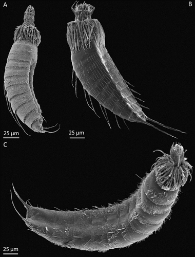 Figure 1. Scanning electron micrographs of three Kinorhyncha species from shallow marine sediments in the Atlantic (A) and Pacific (B,C); (A) Echinoderes lusitanicus Neves, Sørensen & Herranz, Citation2016, paratype (ZMUC KIN-936), off Faro, Portugal (for further information see Neves et al. Citation2016); (B) Dracoderes abei Higgins & Shirayama, 1990, Gamak Bay, South Korea; (C) Echinoderes aureus Adrianov, Murakami & Shirayama, 2002, Shirahama, Japan. (Photographers: Ricardo C. Neves (A) and Martin V. Sørensen (B,C)).