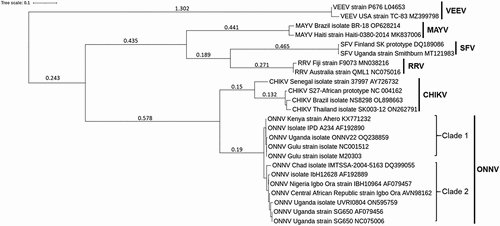 Figure 1. Phylogenetic tree of ONNV and other related alphaviruses. Maximum likelihood phylogenetic tree generated using alphavirus E1 sequences obtained from NCBI databases (GenBank accession numbers included in each sequence name). Sequences were aligned with MUSCLE (v3.8.31) configured for highest accuracy (default settings), ambiguous regions were removed with Gblocks (v0.91b) and HKY85 substitution model used. Only approximate likelihood-ratio tests (aLrts) higher than 0.1 are displayed.