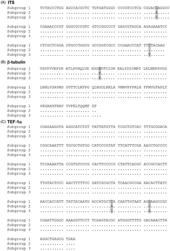Figure 3. Comparison of representative sequences of subgroups 1 to 3. (A) ITS2 region. (B) Partial protein sequences of β-tubulin. (C) Translation elongation factor-1α.