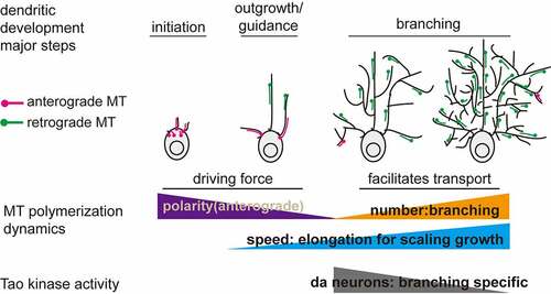 Figure 4. Spatiotemporal changes in MT dynamics during dendritic morphogenesis. A novel model for the function of dynamic MTs in dendritic development. Combining our current study and previous reports, we propose that anterograde MTs provide the driving force during initiation and outgrowth steps [Citation19–21]. Higher numbers of dynamic MTs are generated due to the increased requirement of protein and membrane transport during dendritic branching [Citation13–18] and the predominantly minus-end out MTs in main dendrites are essential to promote transport from the soma to distal dendrites via dynein [Citation13–15]. Increased MT polymerization speed is likely linked to elongation/scaling of dendrites during larval growth due to gradually increased binding of MAPs [Citation36]. In da neurons, Tao kinase is a core factor whose activity regulates MT dynamics during dendritic branching