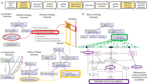 Fig. 1.  Data slicing and pathway enrichment analysis. This illustration is based on a hypothetical example of sequencing-based exRNA profiling of cerebrospinal fluid (CSF) from a brain tumour patient. Based on metadata about the selected samples, (a) “data slice” is extracted for further downstream analysis using pathway/network modules to detect activation of a metastatic brain tumour pathway. Panel b details selection of samples for profiling and inclusion in the exRNA Atlas using sample (CSF) and disease (CNS neoplasm) ontology traversals. Panel c details sequencing assay selection process using assay and experiment ontology traversals. The highlighted ontologies “CNS neoplasm” and “sequencing assay” are examples of terms that occur within an “ontology slim.” Ontology traversal in panel d identifies RNA species of interest. (a) “Data slice” defined by selections (b–d) is analysed to obtain a set of exRNA genes that show a pattern of coordinated changes. The metastatic brain tumour pathway (www.wikipathways.org/index.php/Pathway:WP2249) in panel e shows enrichment for the exRNA genes overexpressed in this hypothetical case.